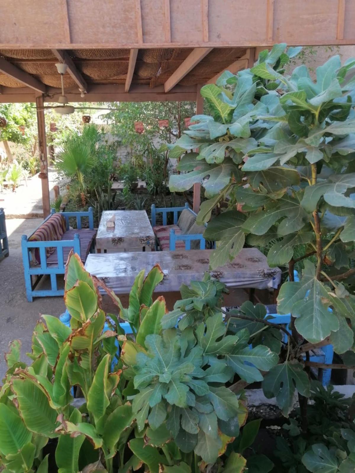 Rose Guest House Luxor Bagian luar foto
