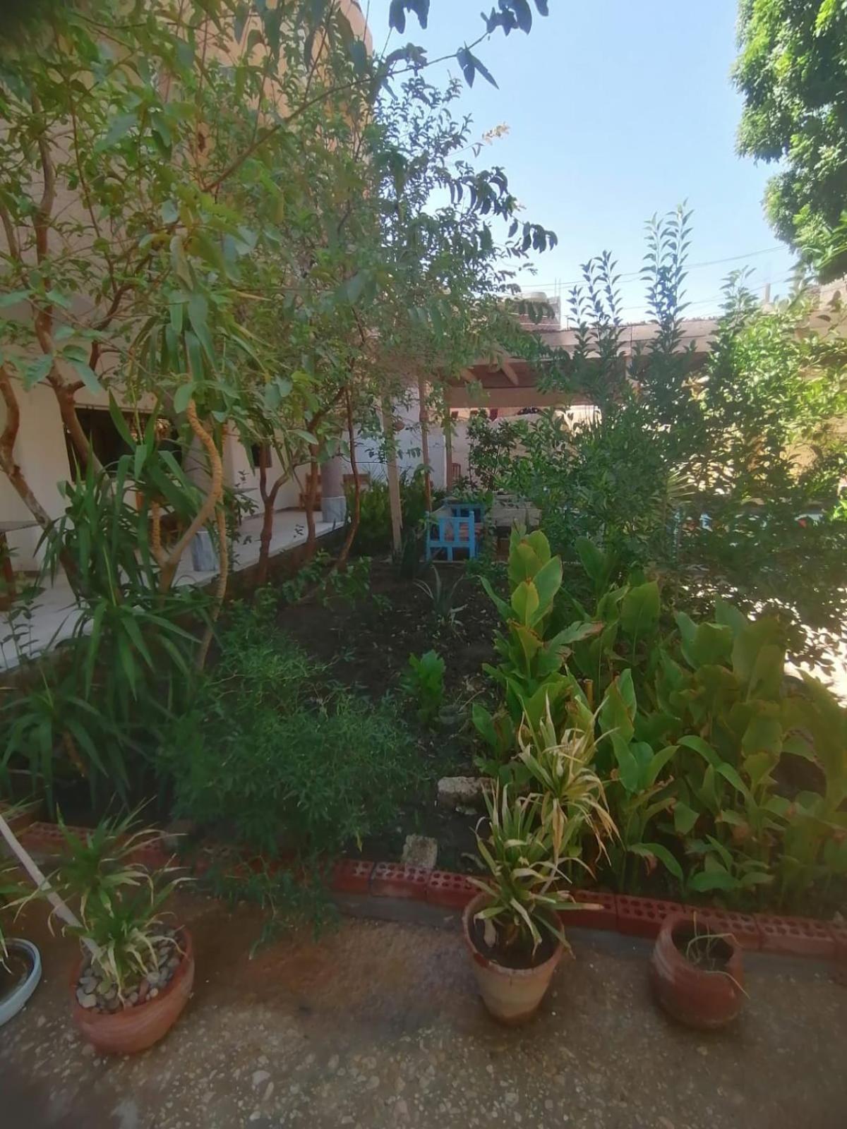 Rose Guest House Luxor Bagian luar foto