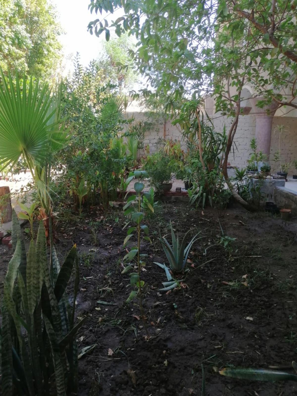Rose Guest House Luxor Bagian luar foto